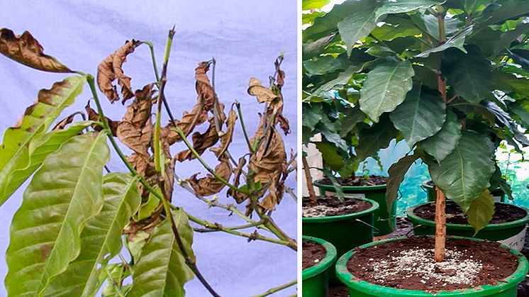 Kaffets vissnesjuka orsakas av svampen Fusarium xylarioide och ger en skördeminskning på 30–40 procent i Etiopien. Behandling med ett preparat baserat på nyttosvampen Trichoderma ger god effekt mot sjukdomen. Foto: Afrasa Mulatu