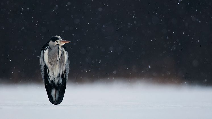 Rättelse datum - 14 JUNI delas naturfotostipendierna ut