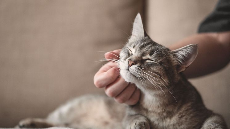 Söktjänsten i Jordbruksverkets kattregister gör det lättare att återförena en bortsprungen katt med sin ägare. Foto: Shutterstock 