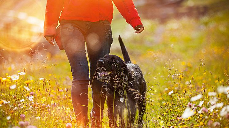 ​Hundar toppar formen – Varannan hundägare är ute och går 1–2 timmar dagligen