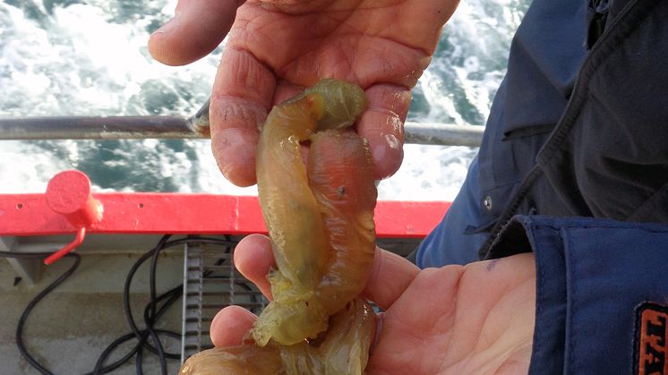 Sjöpung Ciona intestinalis