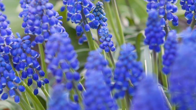 Blommande vårlök ger pollinatörerna vad de behöver - vilket är extra viktigt tidigt på säsongen. På bilden ser vi pärlhyacint.