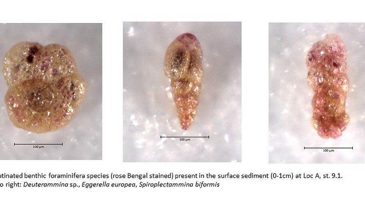 EISA_benthic foram 