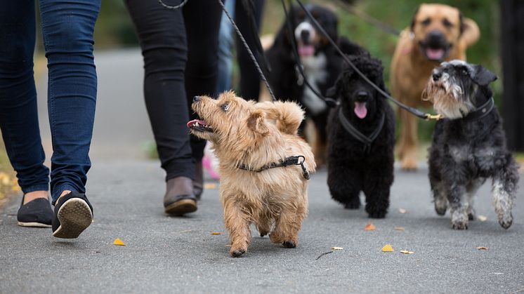 Charity Dog Walk