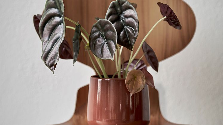 Alocasia cuprea Red Secret