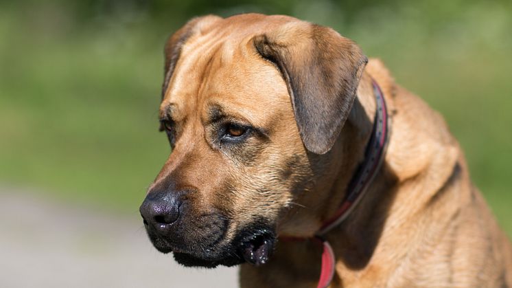 Det kan vara svårt att motstå bedjande hundögon, men var noga med så att hunden inte får för mycket av det goda.