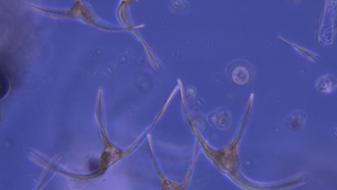 phototrophic dinoflagellates