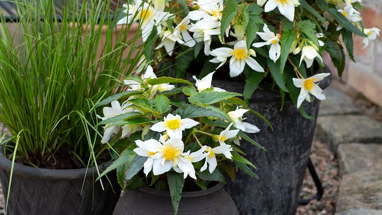 Begonia boliviensis Summerwings Boliviabegonia Foto @annikasnaturligating