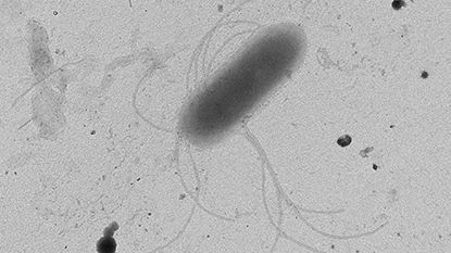 Nyupptäckt bakteriefamilj kan bli ett vapen i kampen mot malaria
