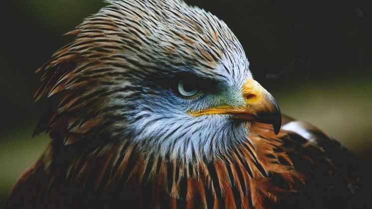 “The colours are cool. It’s an awesome bird of prey and he looks like he’s about to go somewhere”. Fotograf Oliver Hellowell