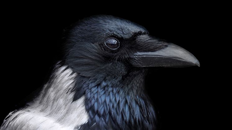 HAXOR_3_raven