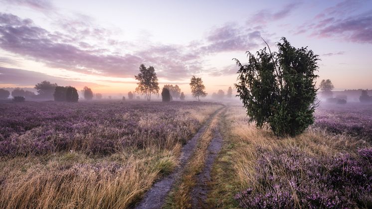 Lüneburg: Der Weg durch die Lüneberger Heide und dessen Natur bei Nebel © TMN / Markus Tiemann