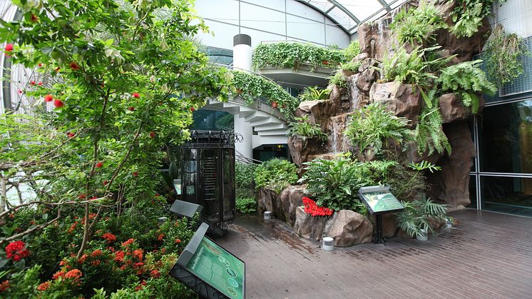 Butterfly garden