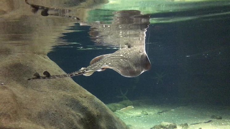 Knaggrocka som simmar på Havets Hus