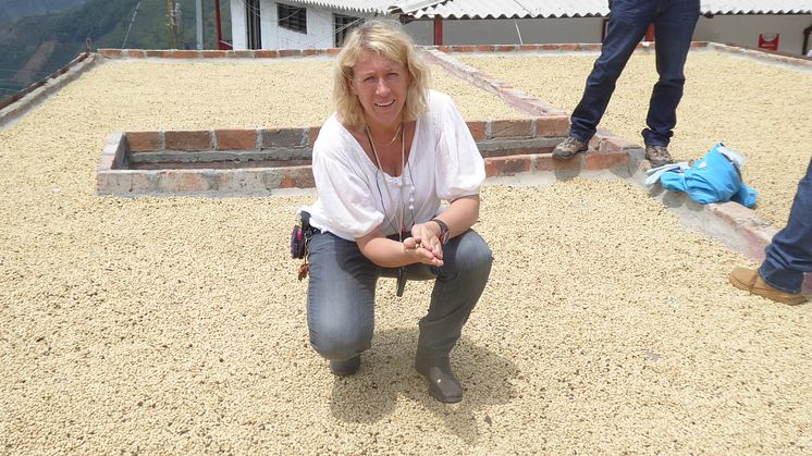 Sjunkande kaffepriser och klimatförändringar slår hårt mot småodlarna säger Minette Rosen, råkaffeansvarig på Zoégas.