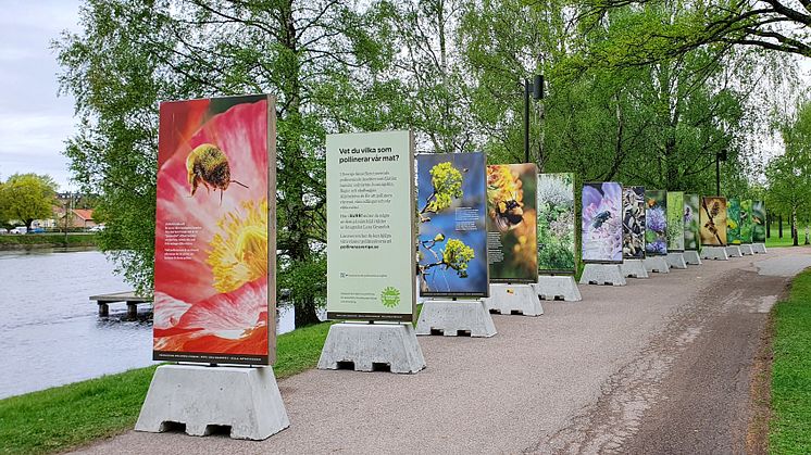 Utställningen SURR från Pollinera Sverige står vid Sandgrund i Karlstad.
