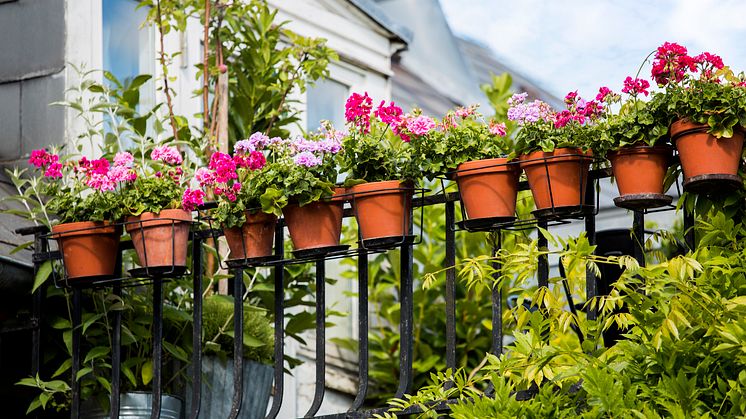Förvandla din balkong till en blommande oas med hjälp av svenskodlade växter!
