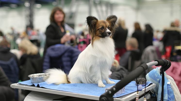 Snart dags för årets stora hundfest Stockholm Hundmässa. Foto: Jenny Jurnelius
