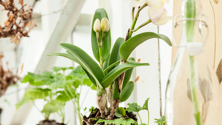 Blomsterlandet vår doftpelargon