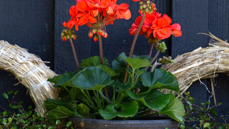 Årets Pelargon 2023 Pelargonium Moonlight Guido Foto annikasnaturligating (2)