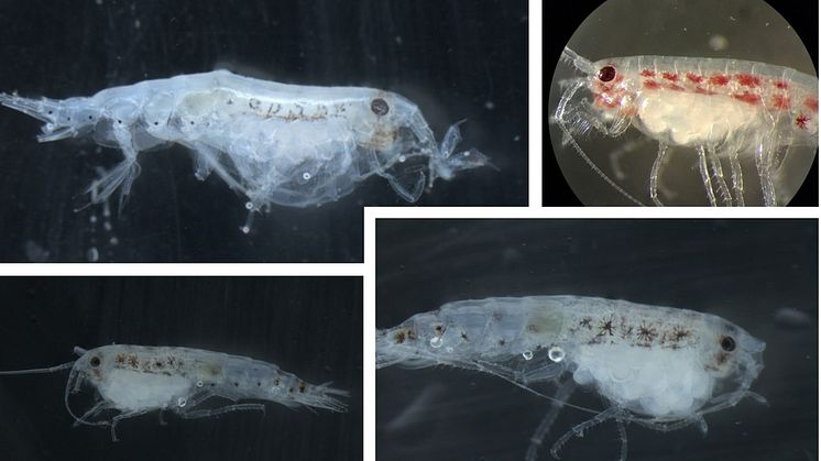 Apherusa glacialis med egg