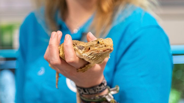 Bartagame aus der Adoptierstube in Schwentinental