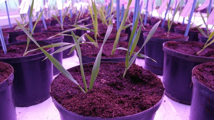 Pajbjergfonden og Nordic Seed: Nye planter i det nye drivhus