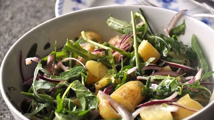 Krämig färskpotatissallad, Bild: Svensk Potatis