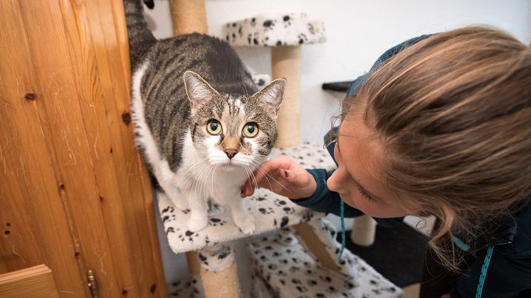 "tierisch engagiert"-Award: 5.000 € für die Katzenhilfe Karlsruhe