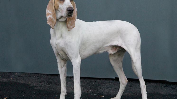 Hundrasen porcelaine