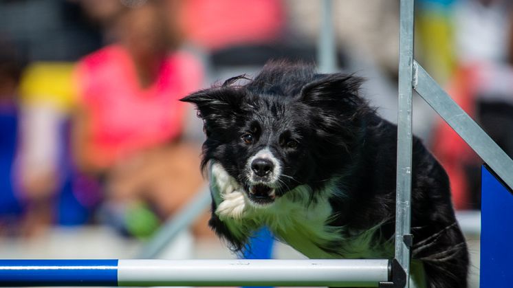 Bild från Agility-SM 2019. Fotograf: Joakim Persson, JPFoto.se