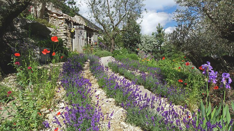 Lavendel