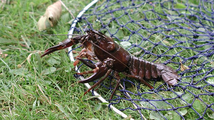 Kräftfiske i Örebro fredag den 2 september