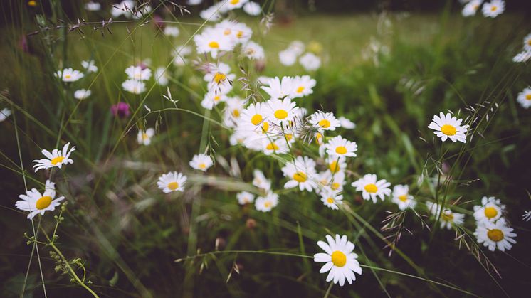 niklas-veenhuis-Q0AXQ8UctBc-unsplash (2)