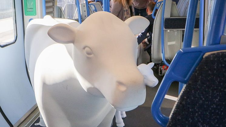 Cows about Cambridge
