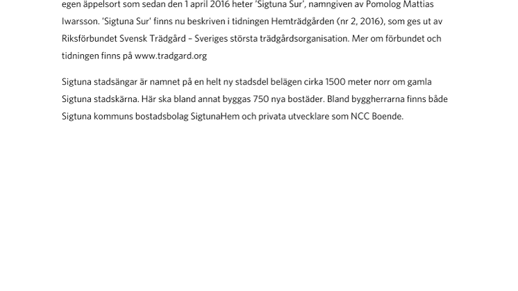 Sveriges största äppelträd funnet i Sigtuna?