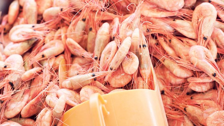 HaV-kommentar till WWF:s fiskguide: Vi har stärkt kontrollen av räkfisket