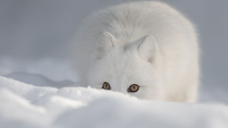 Fjällrävens överlevnad är hotad, bland annat av rödräv som flyttar längre norrut och tränger undan fjällräven. Foto: Andy_Astbury/iStock