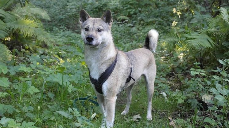 Kishu.jpg