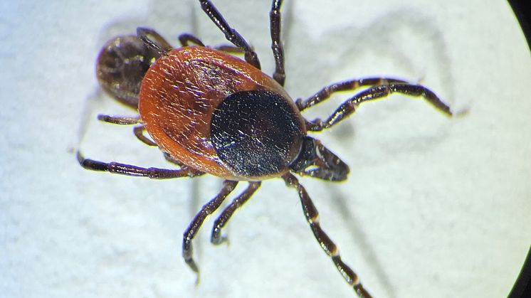 Vanlig fästing (Ixodes ricinus) kan bära på TBE-viruset. Foto: Tove Hoffman