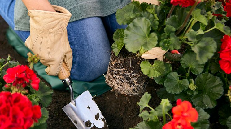 Pelargoner fungerar också utmärkt i rabatten. Foto: Pelargonium for Europe