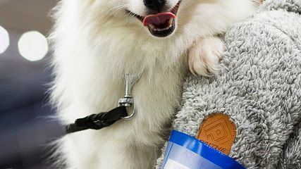Pressinbjudan till MyDOG på Svenska Mässan i Göteborg den 7-10 januari 2016