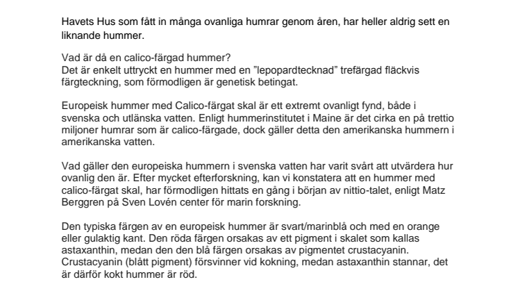 Extremt sällsynt hummer nu på Havets Hus i Lysekil!                  