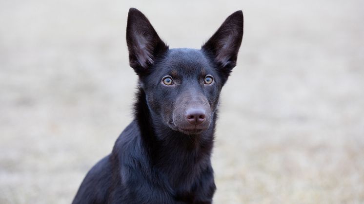 Australian kelpie 