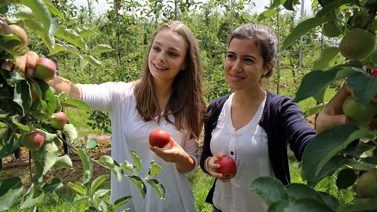 Sächsisches Obstland - Apfelernte