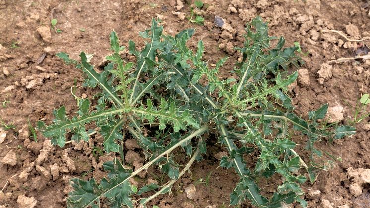 04_Creeping thistle_untreated_Neudorff.jpg