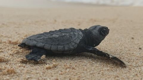 Turtle Foundation