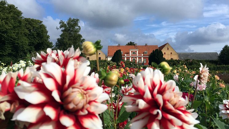 Katrinetorp, huvudbyggnaden sedd från trädgården med dahlior