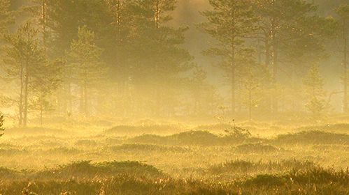 Hanna Samola compares Finnish dystopias to works written in Sweden and in other countries, pointing out elements peculiar mainly to Finnish dystopian literature.