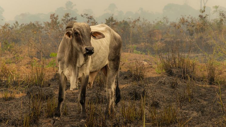 Foto: Tom Svensson/World Animal Protection